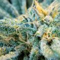 Does thca have any anti-cancer properties?